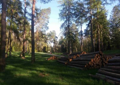 Palouk nedaleko arboreta Řícmanice