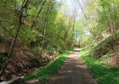 Gangloffova lesní cesta - jihovýchodní část na jaře