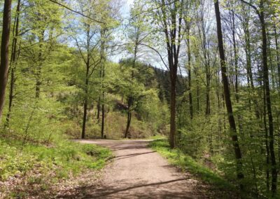 Gangloffova lesní cesta - lesní křižovatka cest na jaře - doleva vede Benešova cesta, rovně Gangloffova