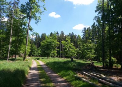 Lesní cesta Artnerova