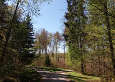 Lesní cesta Březinka - nedaleko silnice z Babic nad Svitavou do Křtin