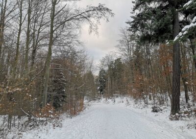 Lesní cesta Brněnka v zimě - klesání ke Konůpkově louce