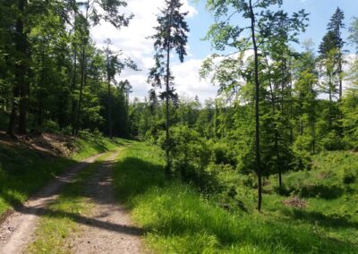 Lesní cesta Čermákova