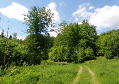 Lesní cesta Čermákova