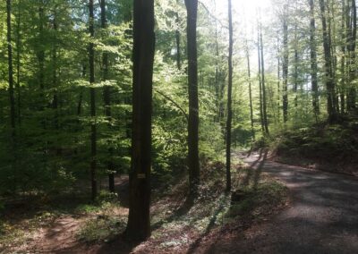 Lesní cesta Coufavá