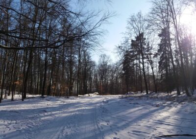 Lesní cesta Doubská - u památných buků v zimě