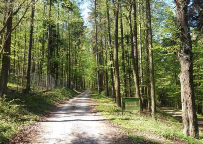 Lesní cesta Doubská - severní začátek / konec