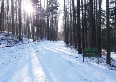 Lesní cesta Doubská - severní začátek / konec v zimě