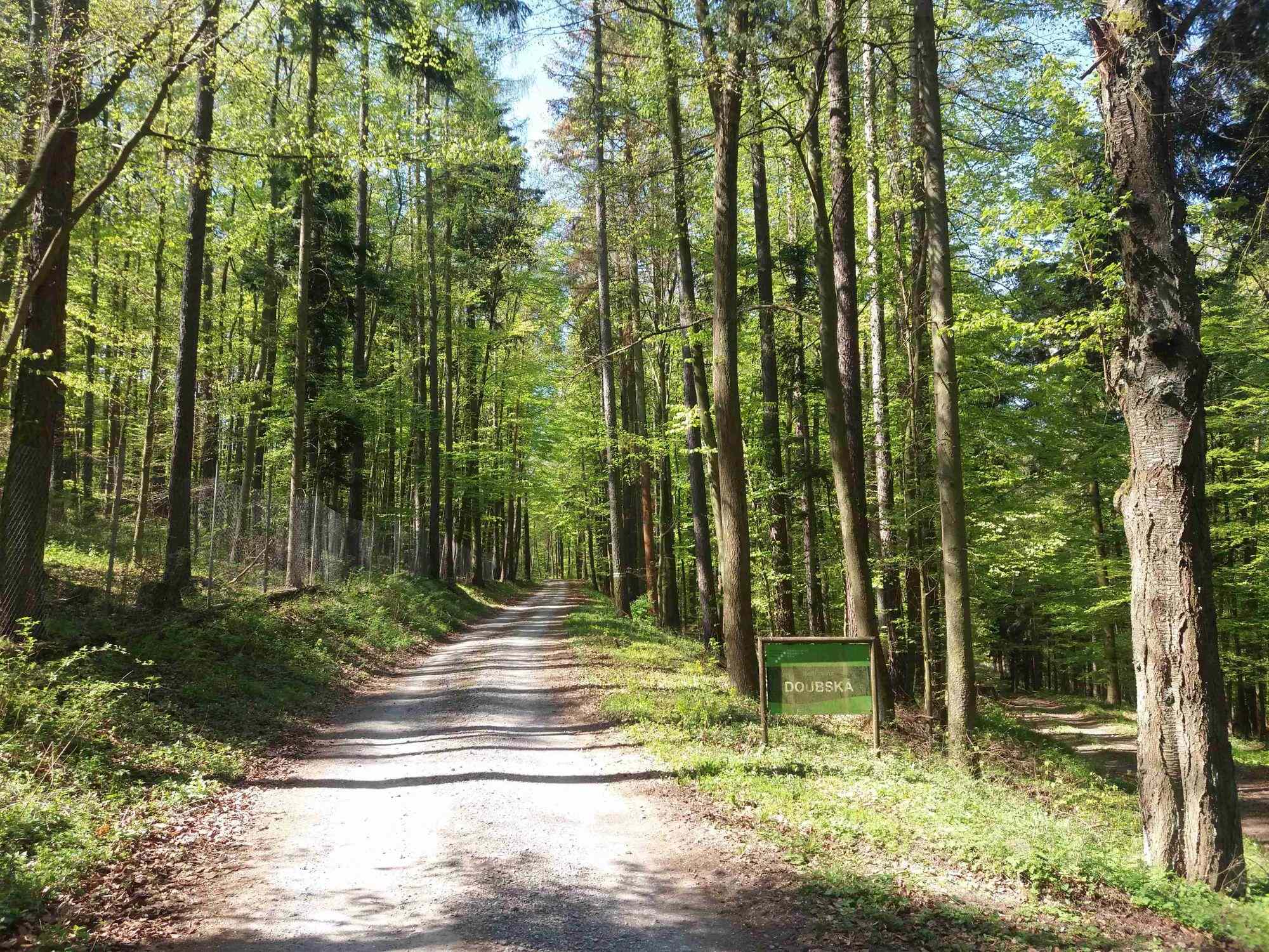 Lesní cesta Doubská - severní začátek