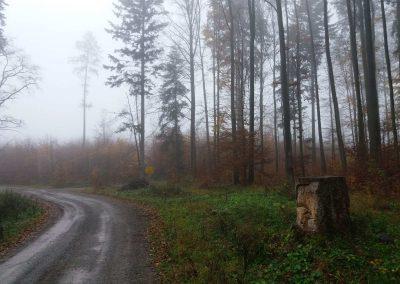 Lesní cesta K Hlinkovým dolům, pařez s divočákem - při začátku / konci lesní cesty Padouch