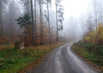 Lesní cesta K Hlinkovým dolům, pařez s divočákem - při začátku / konci lesní cesty Padouch