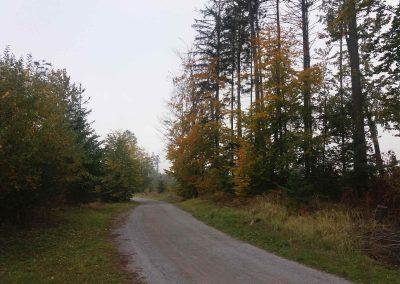 Lesní cesta K Hlinkovým dolům na podzim