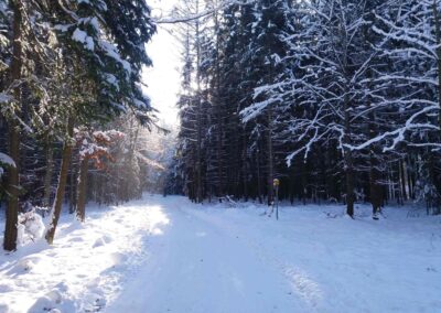 Lesní cesta K Hlinkovým dolům v zimě
