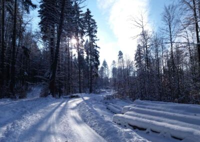 Lesní cesta K Hlinkovým dolům v zimě