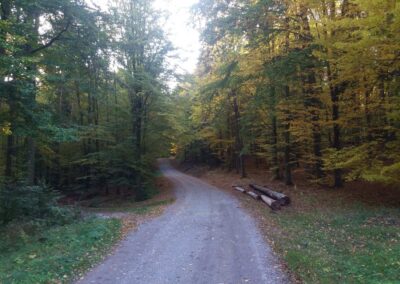 Lesní cesta Klepačovská