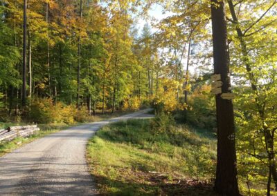 Lesní cesta Klepačovská - rozcestí Polom na podzim