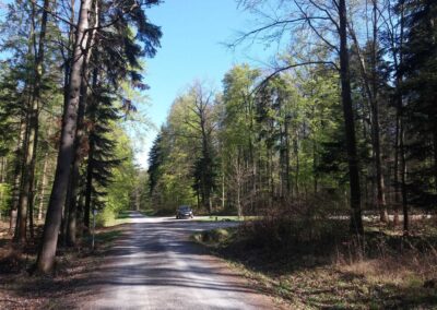 Lesní cesta Klepačovská - rozcestí s lesní cestou Křivá Borovice