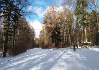 Lesní cesta Klepačovská - rozcestí s lesní cestou Křivá Borovice v zimě