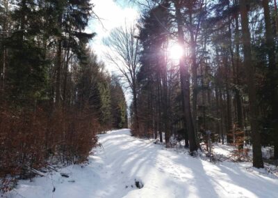 Lesní cesta Klepačovská v zimě