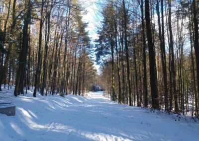 Lesní cesta Klepačovská v zimě