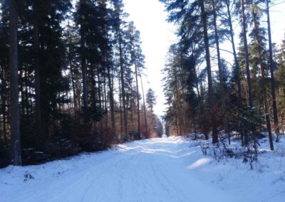 Lesní cesta Klepačovská v zimě nedaleko Klepačova
