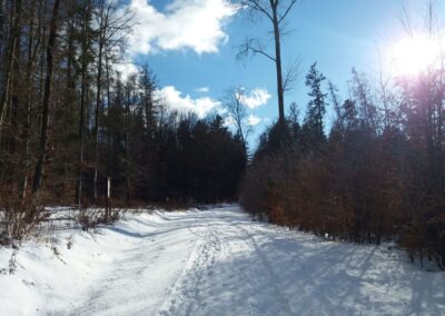 Lesní cesta Klepačovská v zimě poblíž infotabule o pinkovišti Vystrčená