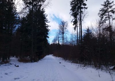 Lesní cesta Křivá Borovice v zimě