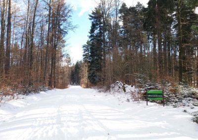 Lesní cesta Křivá Borovice - začátek / konec při lesní cestě Klepačovská