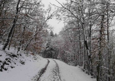 Lesní cesta od rozcestí U sedmi dubů k památníku umučených lesníků v zimě