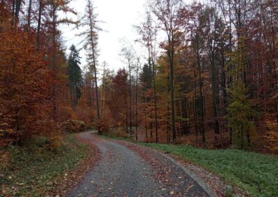 Lesní cesta Padouch