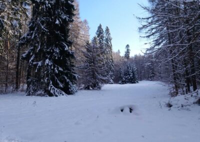 Lesní cesta Padouch - další louka u cesty v zimě