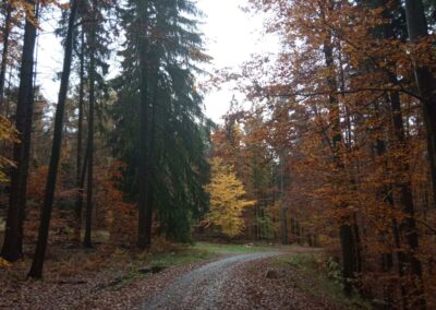 Lesní cesta Padouch - palouk u cesty