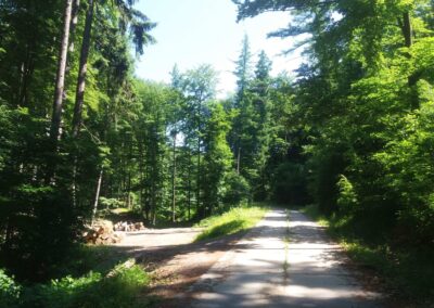Lesní cesta Padouch v létě