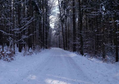Lesní cesta Padouch v zimě