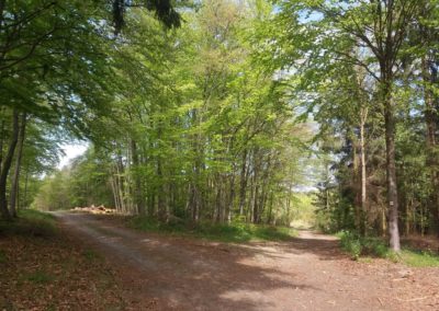 Lesní cesta Palaška - pohled na cestu