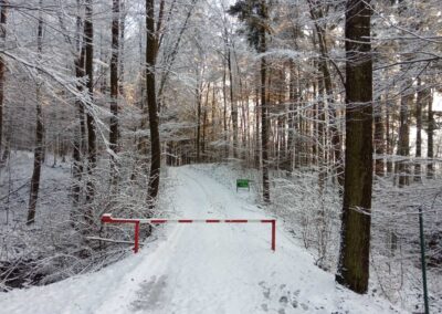 Lesní cesta Palaška - začátek / konec u křtinského arboreta v zimě