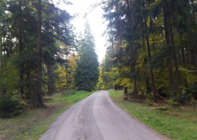 Lesní cesta Pokojná