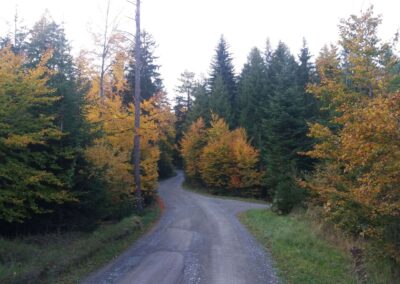 Lesní cesta Pokojná