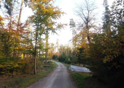 Arbara vojo Pokojná en aŭtunaj koloroj