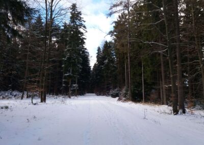 Lesní cesta Pokojná v zimě