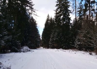 Lesní cesta Pokojná v zimě