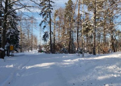 Lesní cesta Pokojná - začátek / konec na křižovatce s lesní cestou K Hlinkovým dolům v zimě