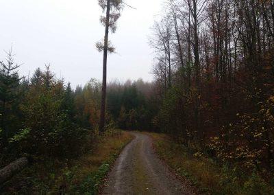 Lesní cesta Poutnická