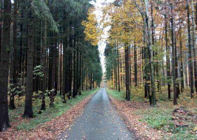 Lesní cesta Proklest na podzim