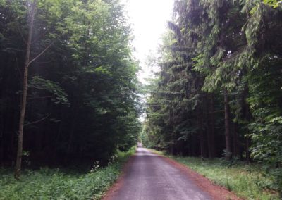 Lesní cesta Proklest - pohled na les