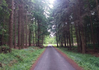 Lesní cesta Proklest - pohled na les