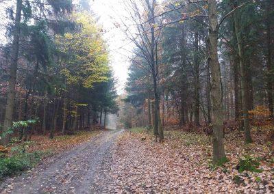 Lesní cesta Rudická brána