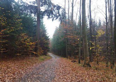 Lesní cesta Rudická brána
