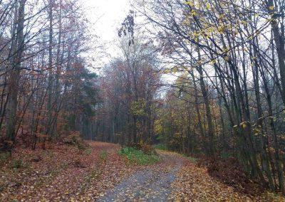 Lesní cesta Rudická brána - odbočení lesní cesty Horní Rozepř (cesta vedoucí doleva)