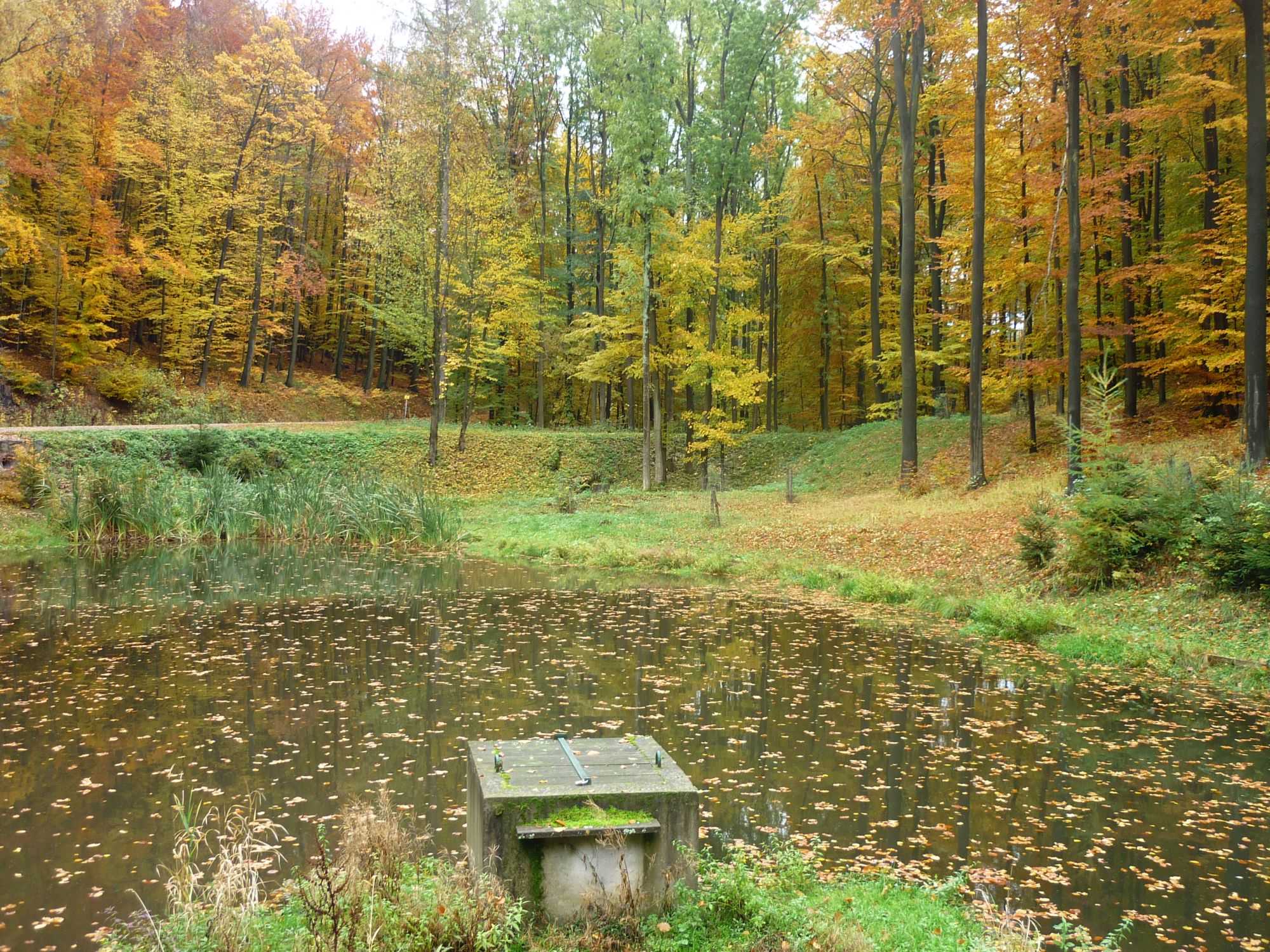 Lesní cesta Schindlerova - pohled na retenční nádrž